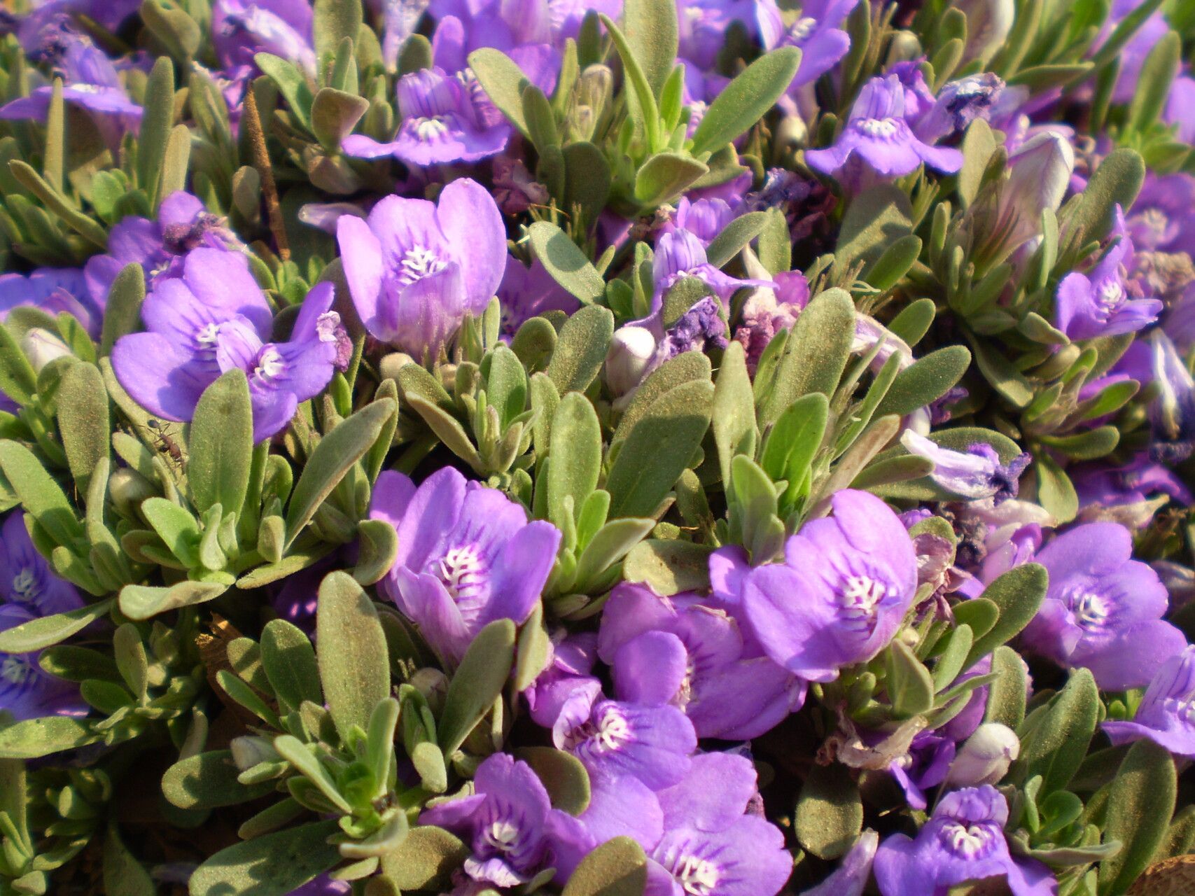 Justicia elegantula flower