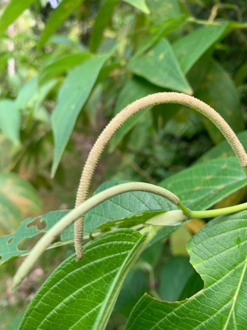 Piper aduncum flower