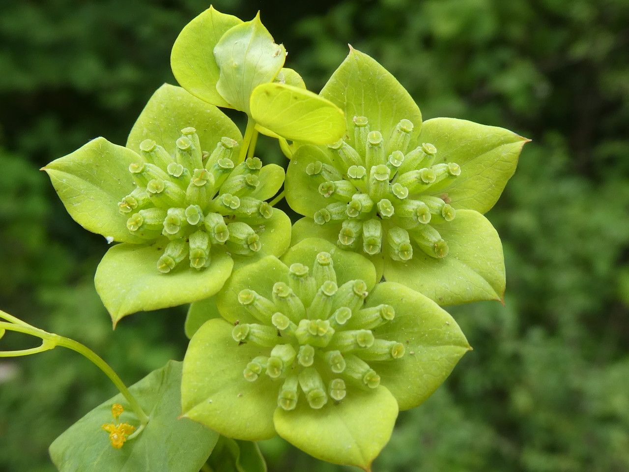 Bupleurum subovatum fruit
