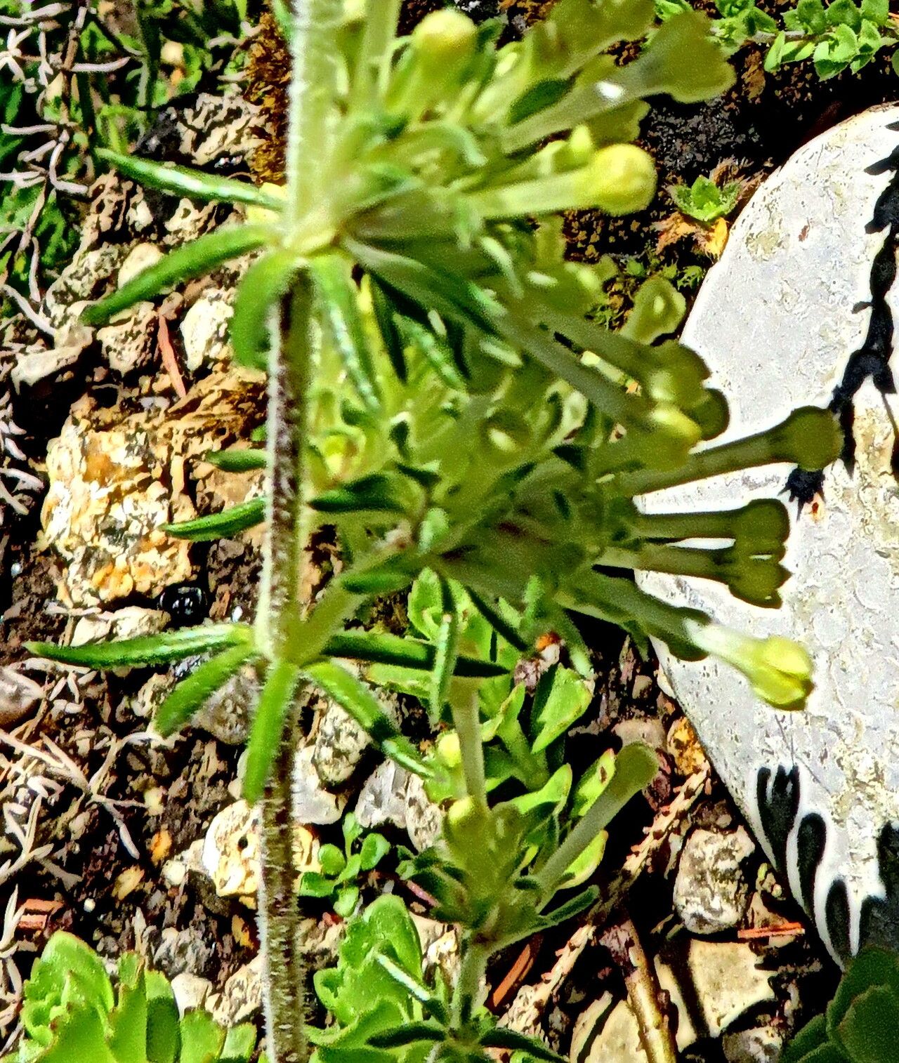 Asperula glomerata flower