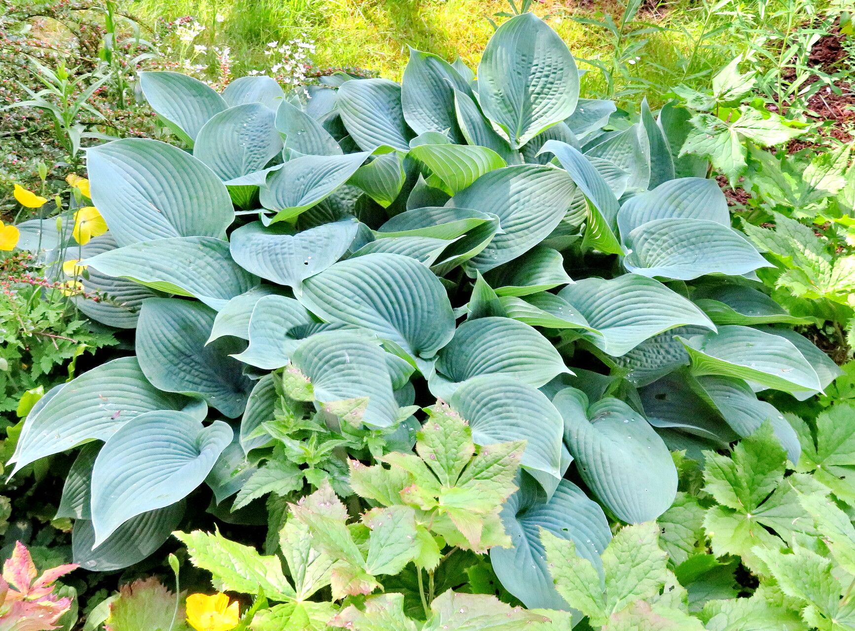 Hosta kikutii habit