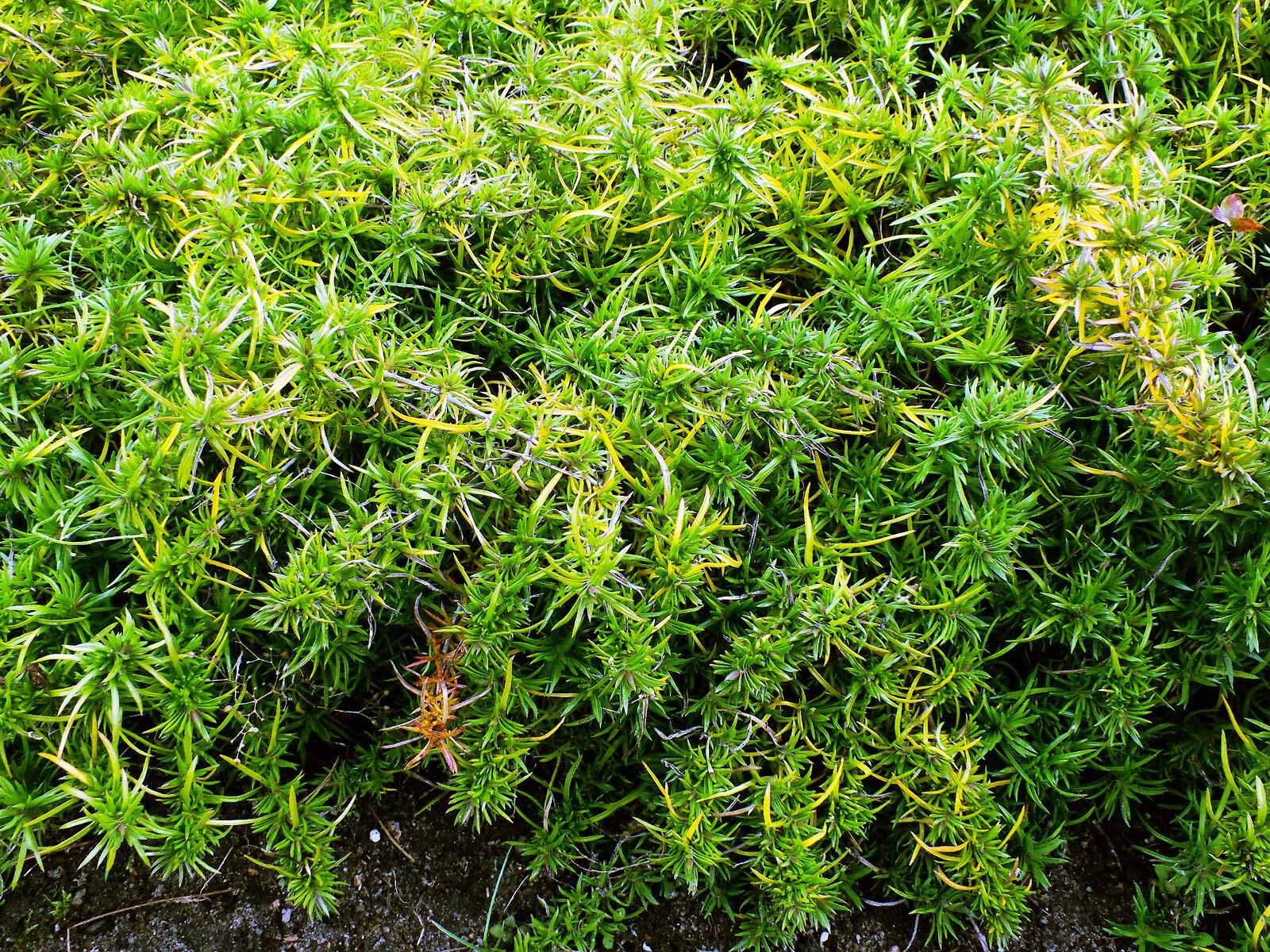 Satureja spicigera habit