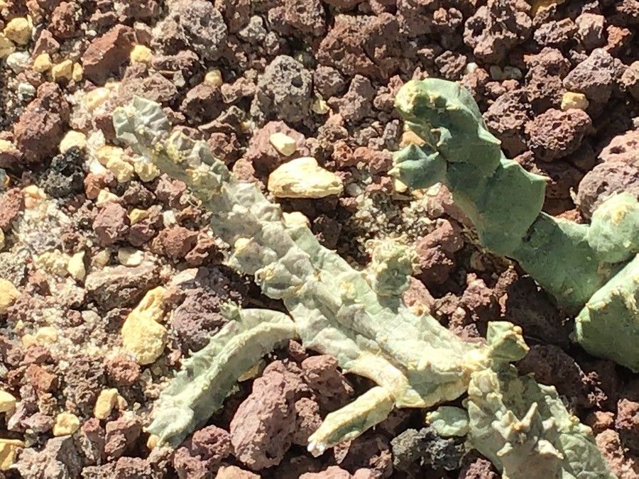 Caralluma europaea leaf