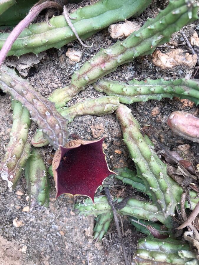 Huernia keniensis bark