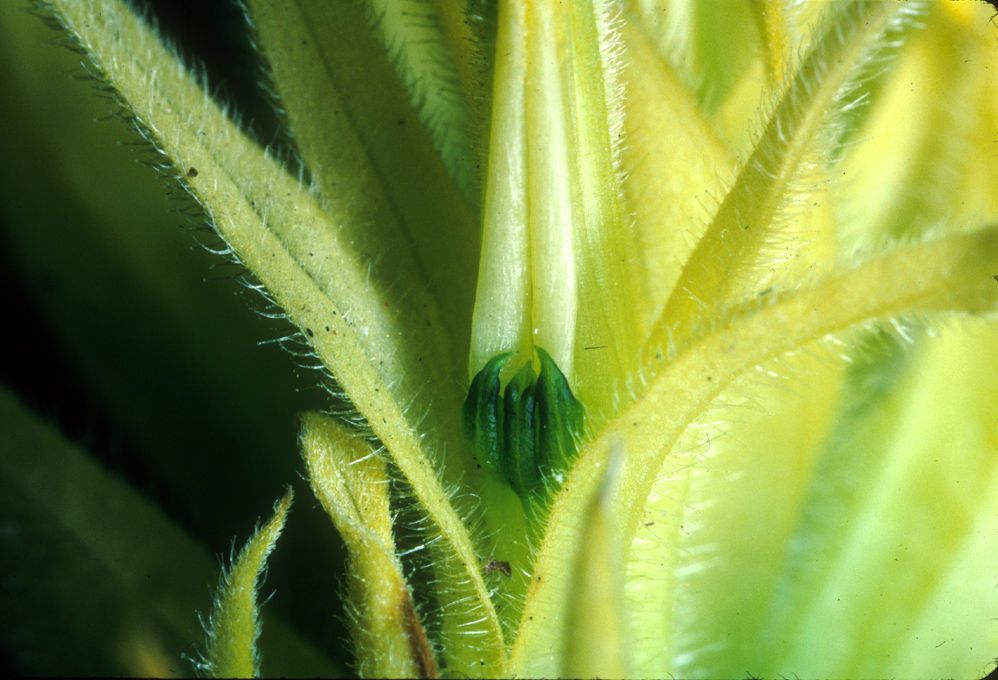 Castilleja miniata bark