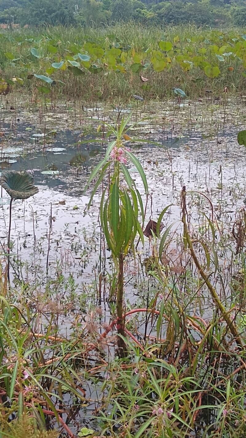 Hydrocera triflora habit