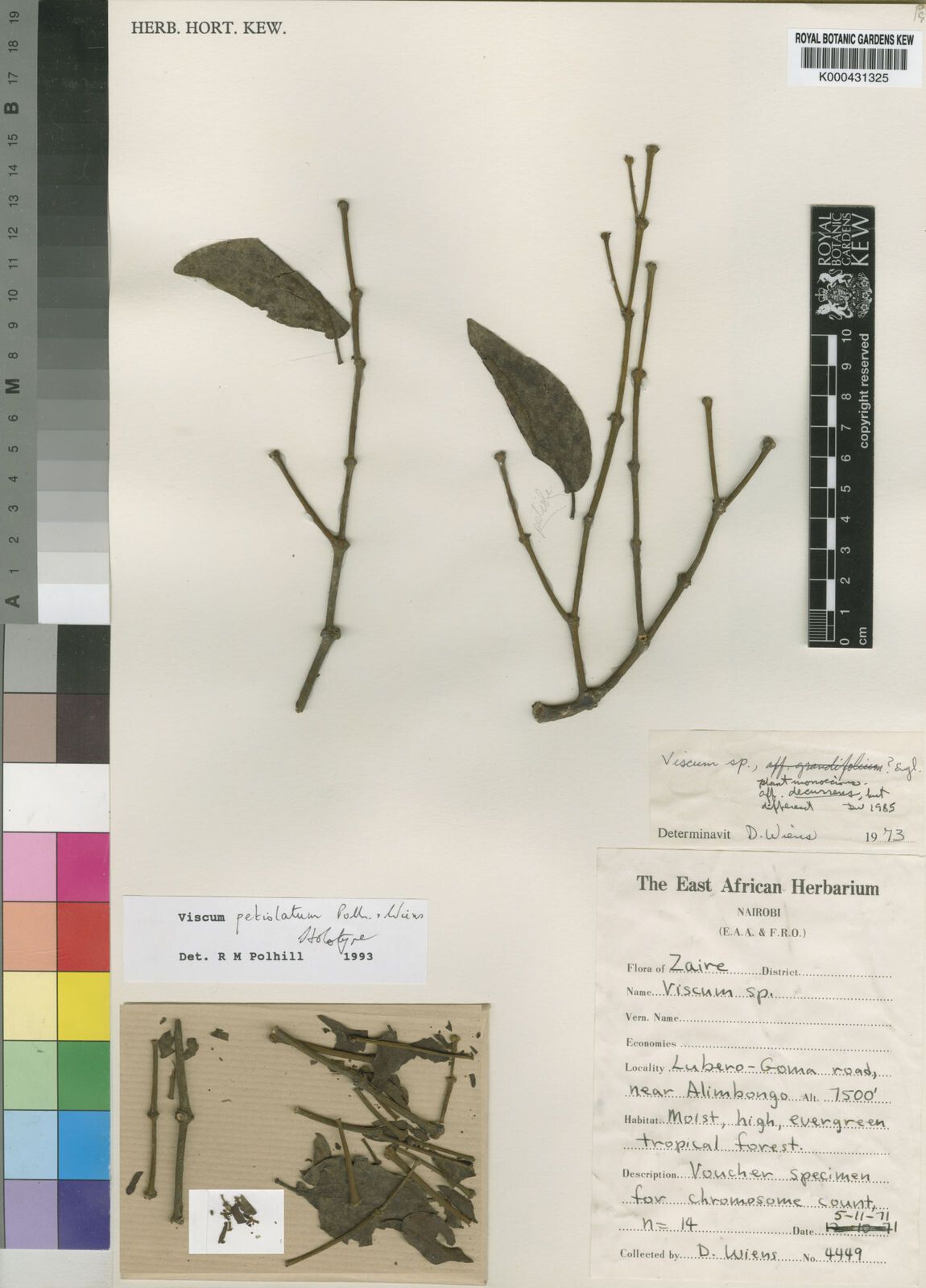 Viscum petiolatum — houseplant care guide