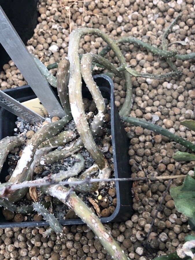 Kleinia pendula — search result for 'Kleinia'