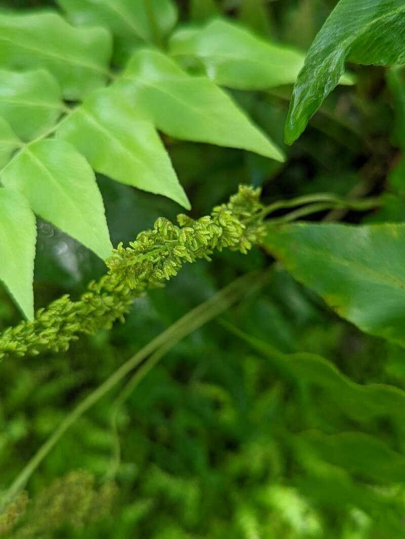Anemia mexicana fruit