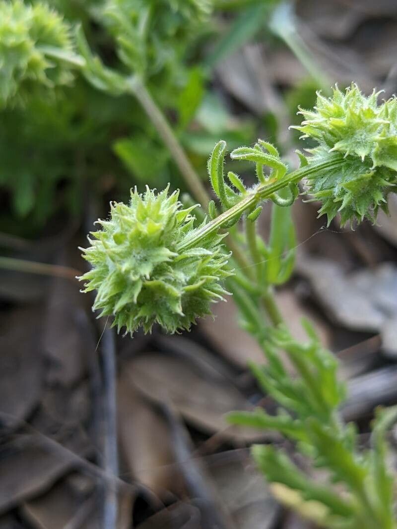 Valerianella discoidea fruit