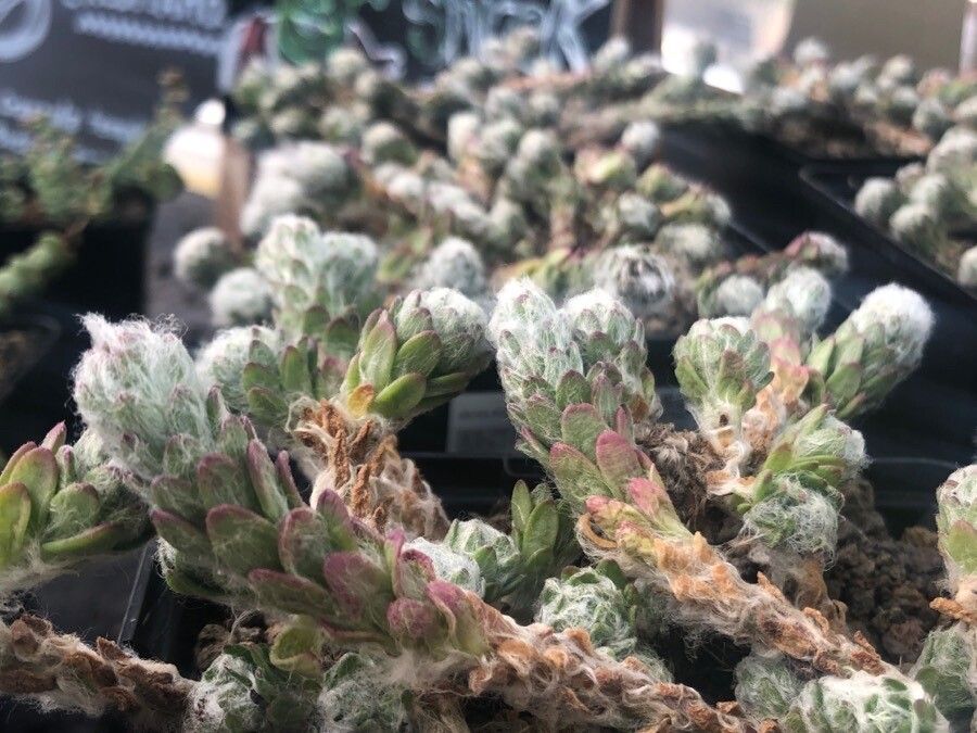 Portulaca werdermannii — houseplant care guide