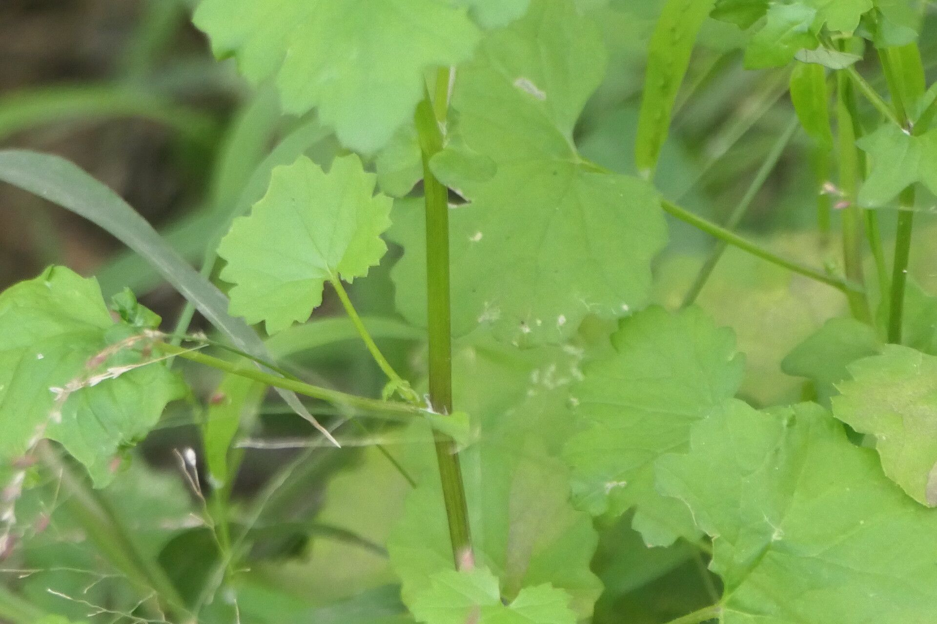 Cineraria lobata bark
