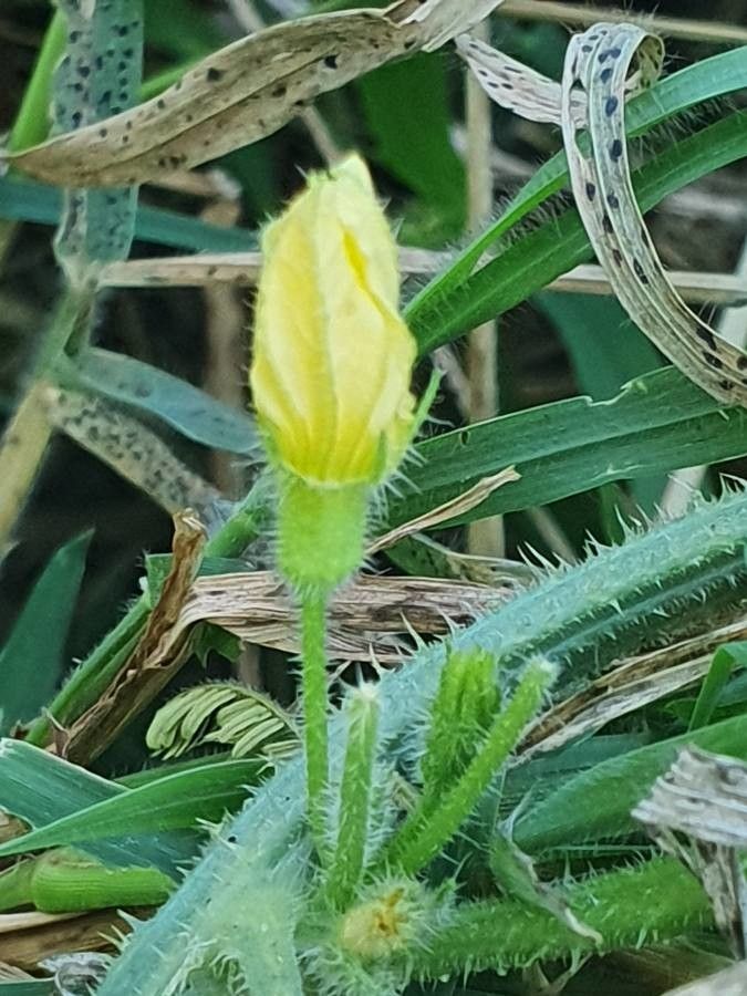 Cucumis engleri bark