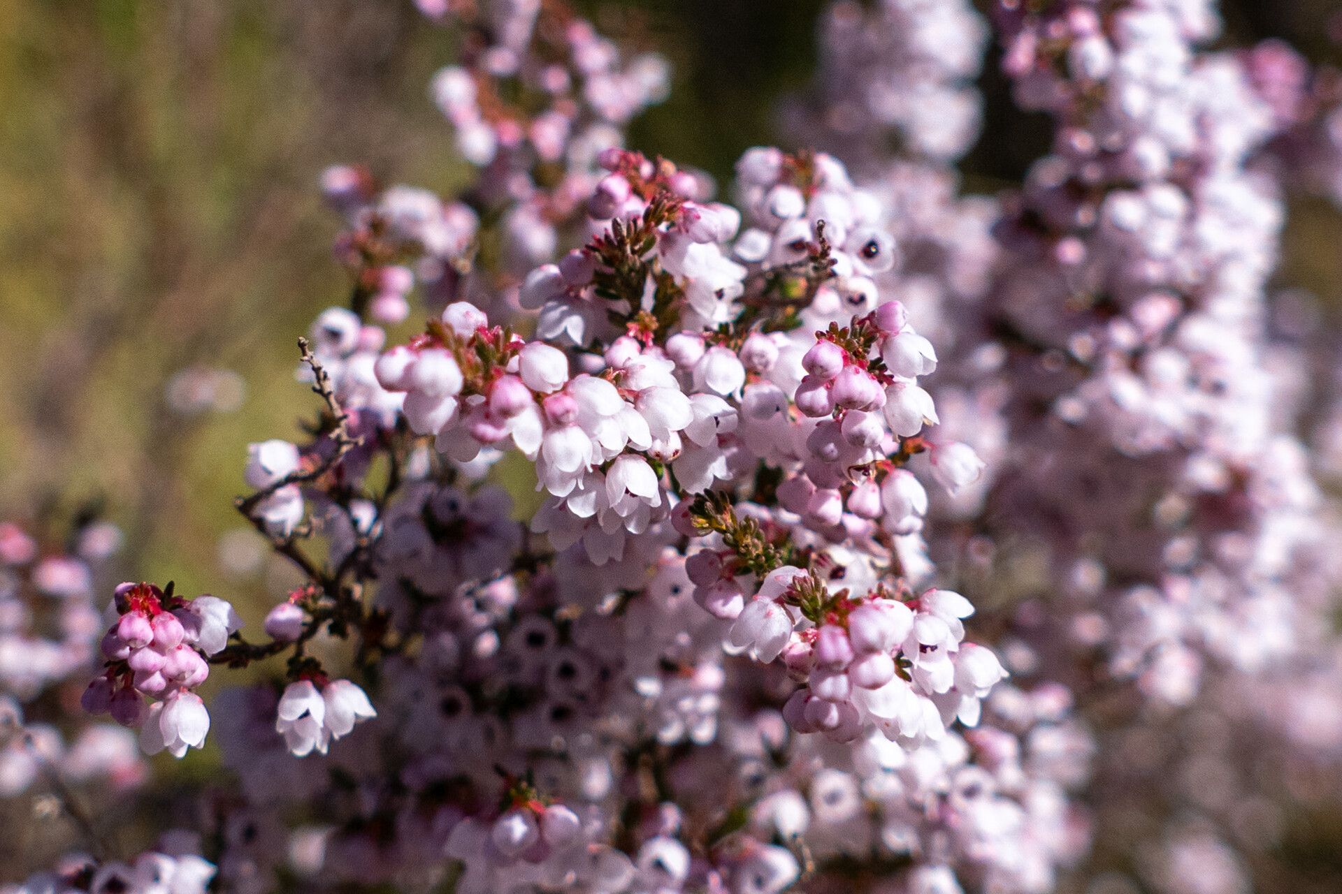 Erica quadrangularis — search result for 'Erica'