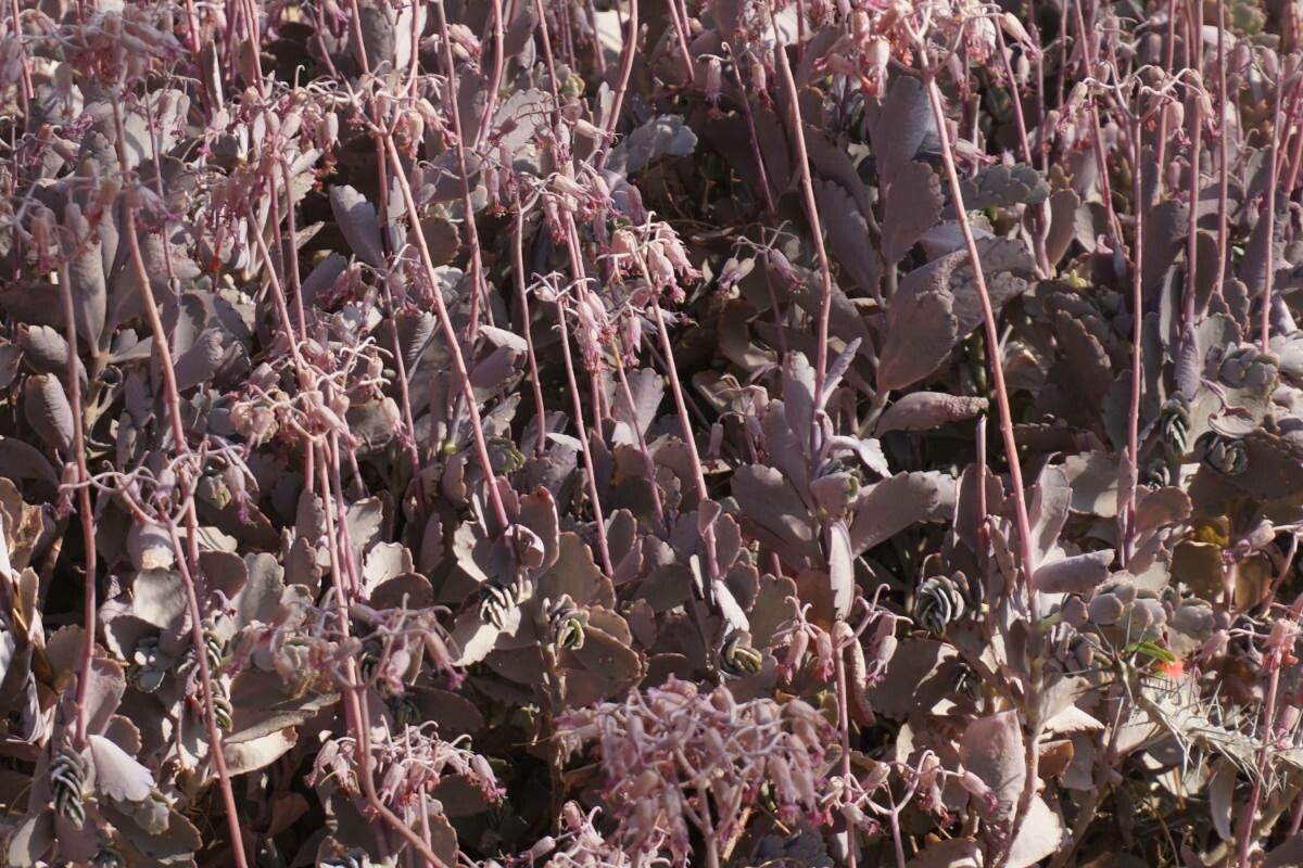 Kalanchoe fedtschenkoi bark