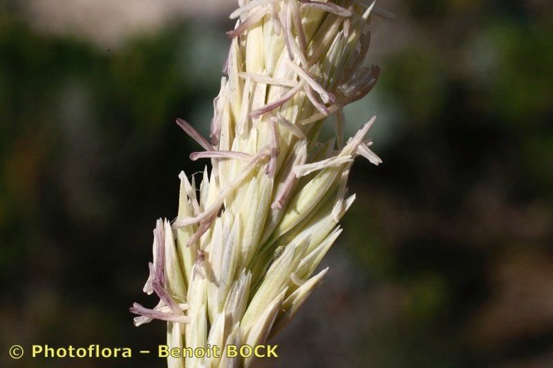 Arrhenatherum album — related species from the same genus