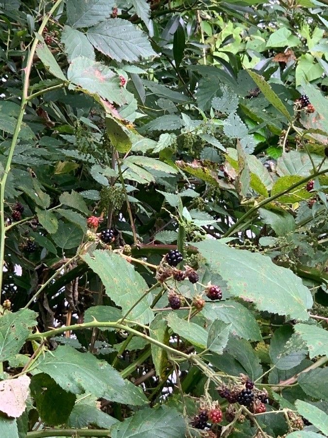 Rubus grabowskii fruit