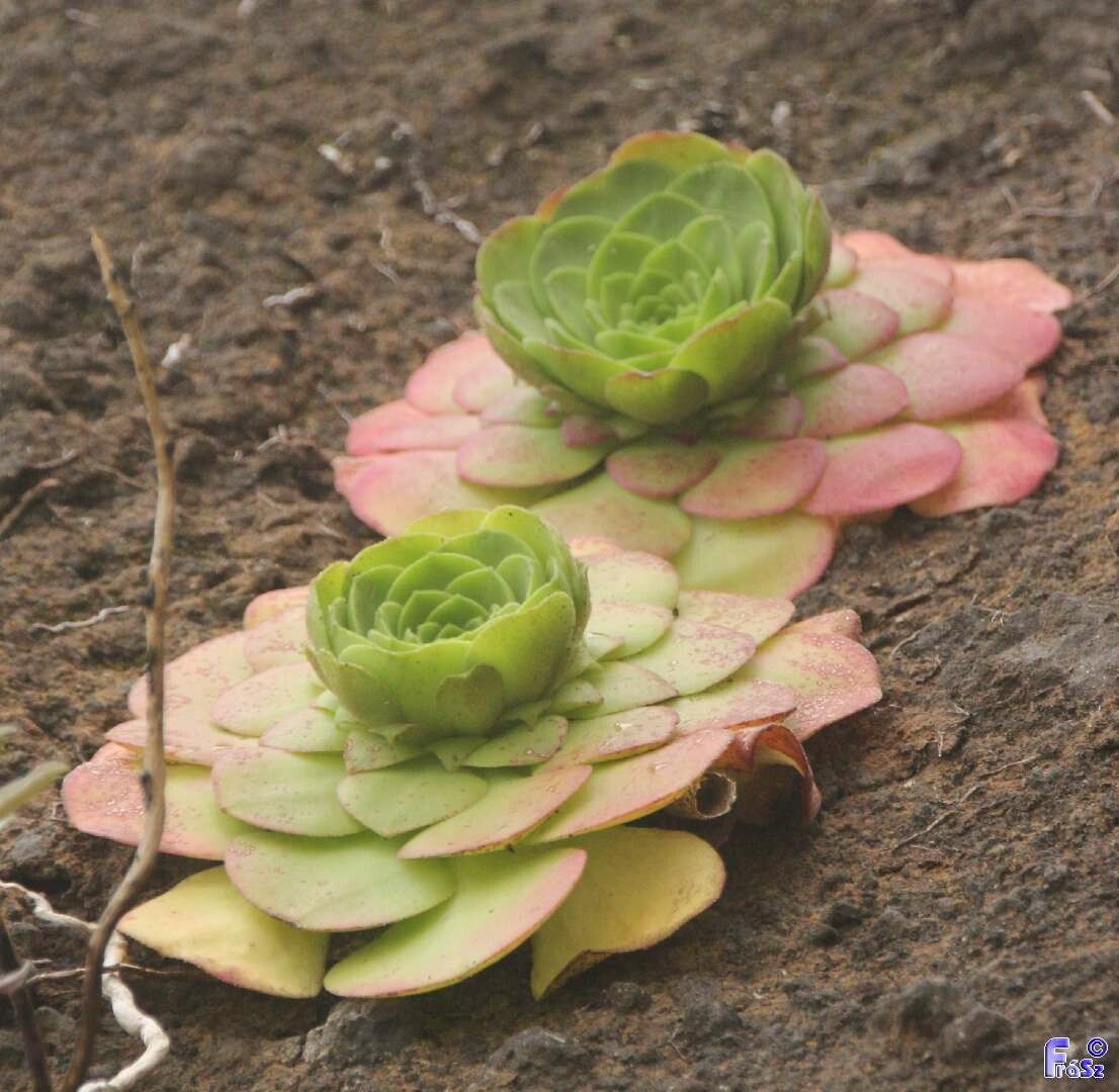 Aeonium glandulosum habit