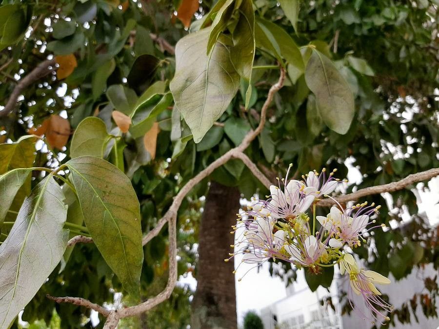 Crateva religiosa other