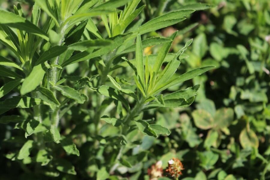 Conyza sumatrensis leaf