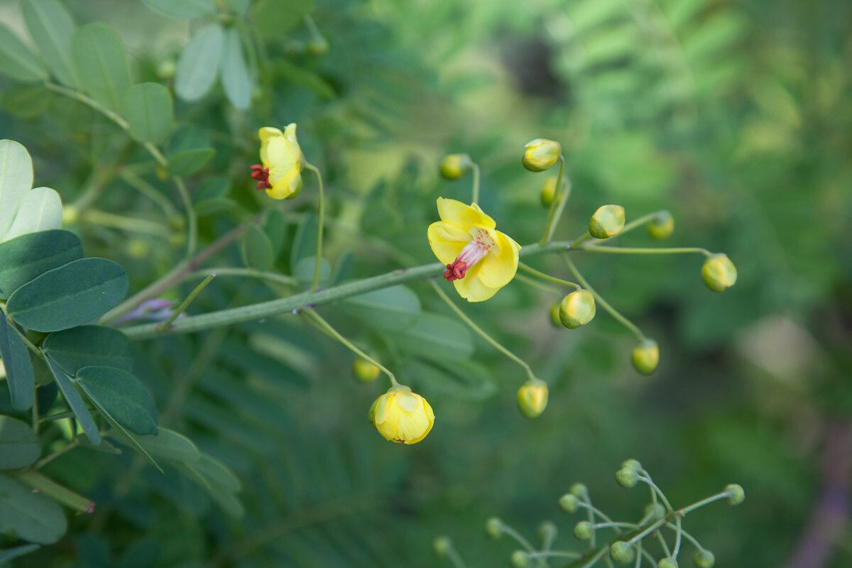 Caesalpinia mexicana flower