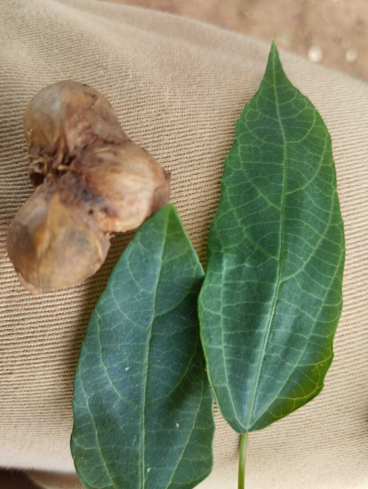 Plukenetia decidua — related species from the same genus