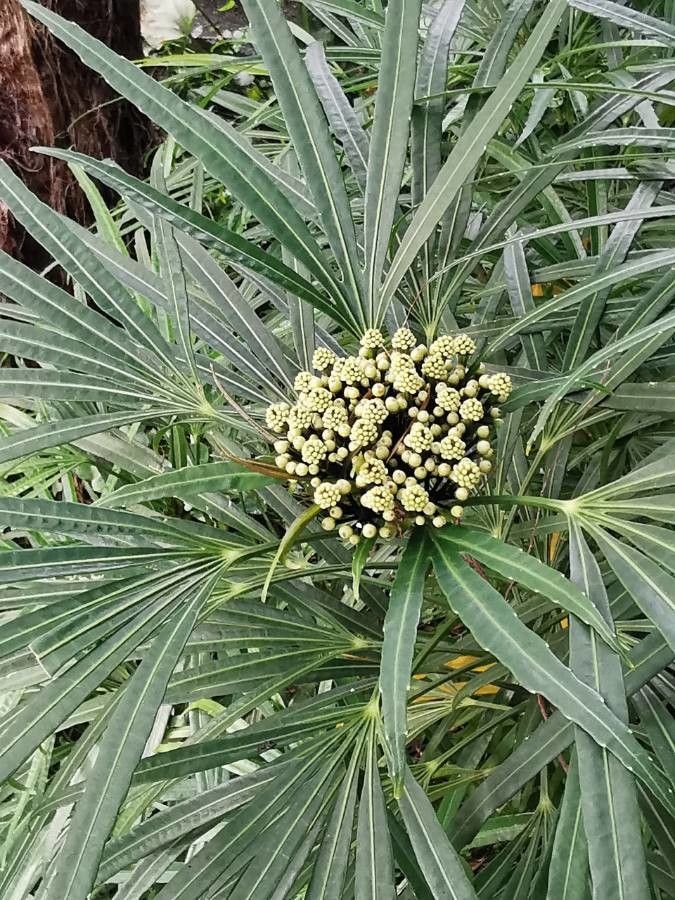 Osmoxylon lineare fruit
