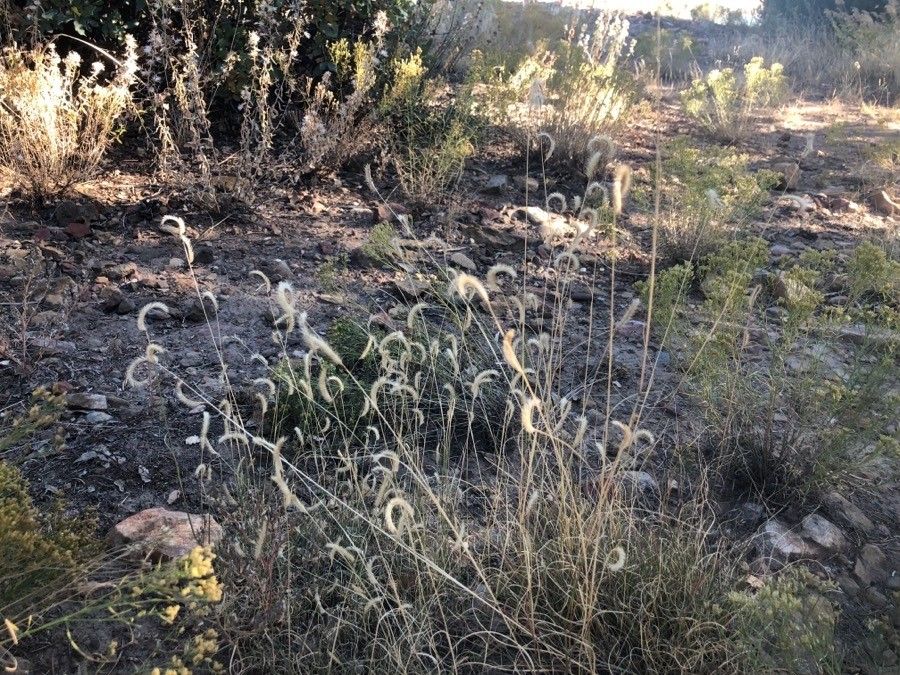 Bouteloua gracilis fruit