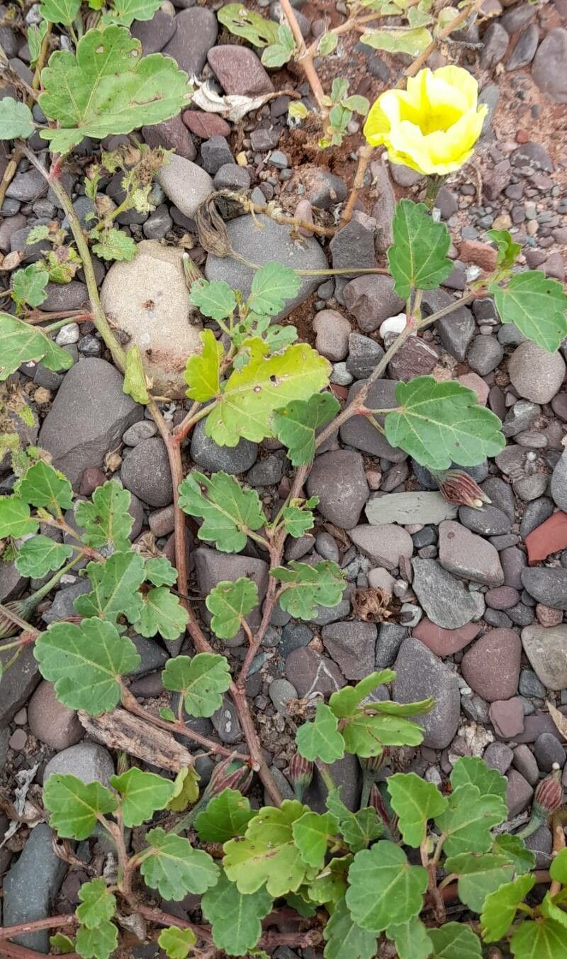 Cienfuegosia hispida habit