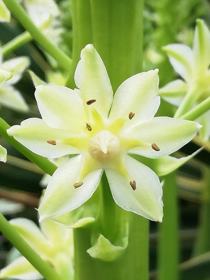 Eucomis montana — related species from the same genus