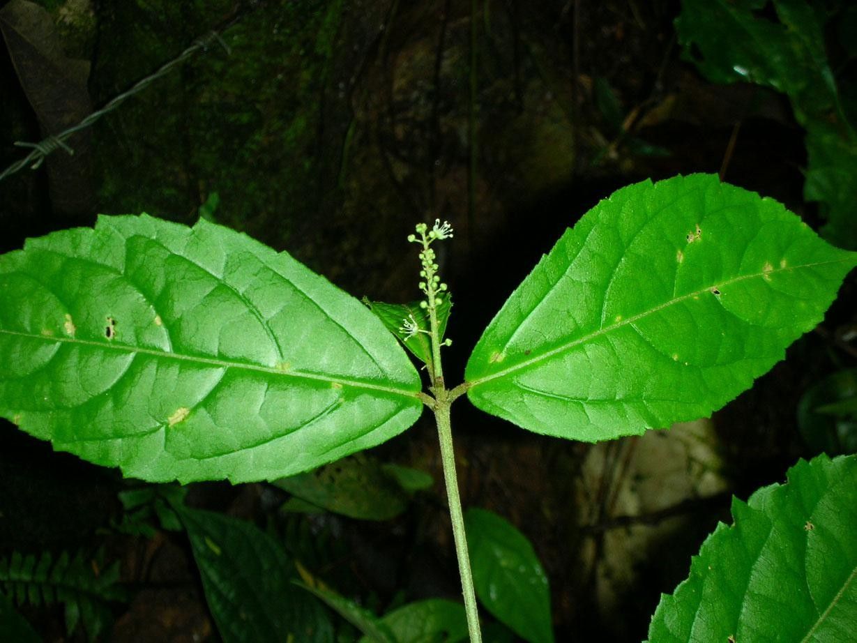 Croton brevipes — houseplant care guide