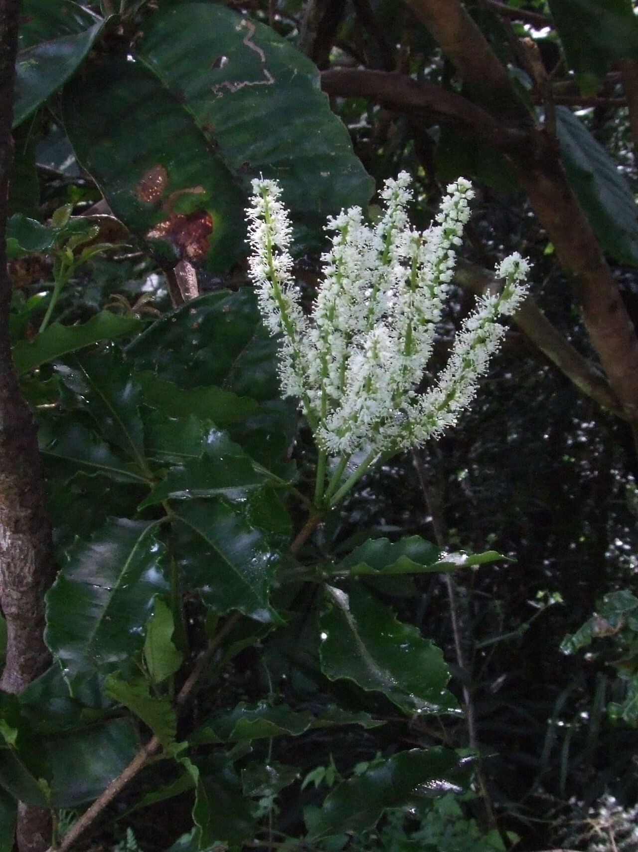 Pterophylla serrata flower