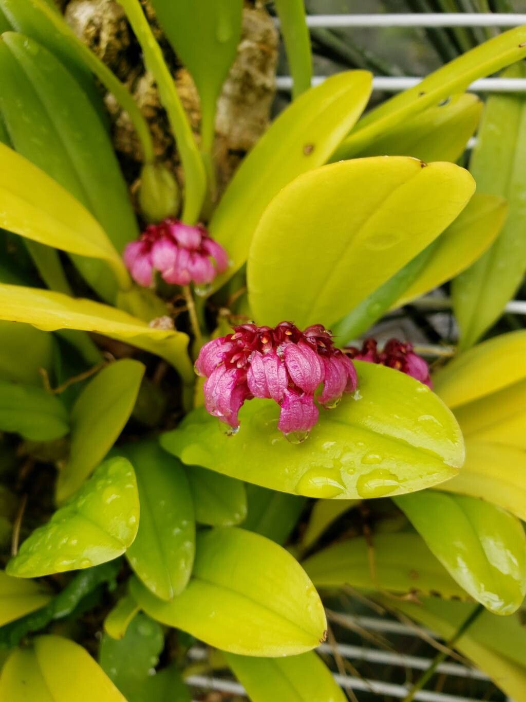 Bulbophyllum fenestratum flower