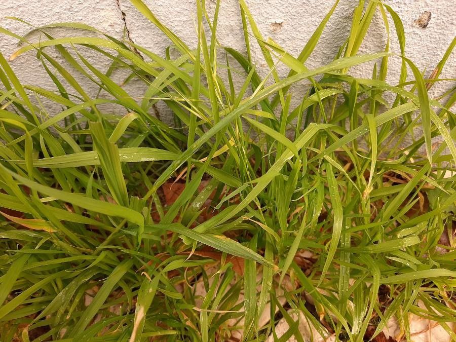 Echinochloa esculenta leaf