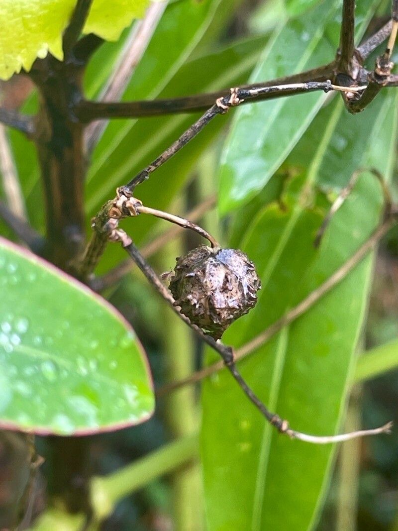 Euphorbia mellifera fruit