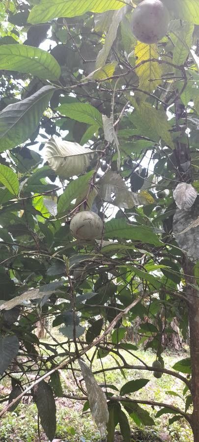 Alibertia patinoi fruit