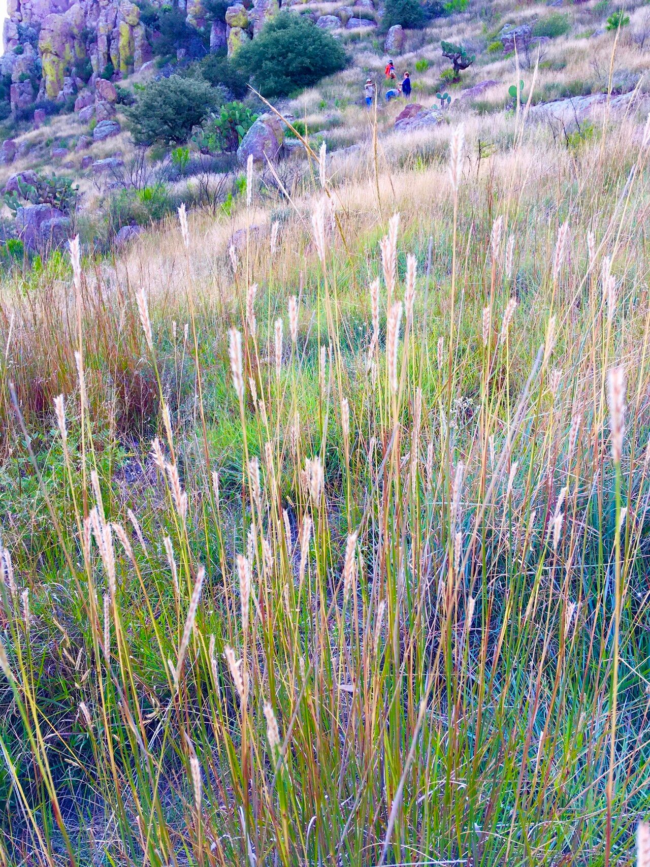 Elionurus ciliaris habit