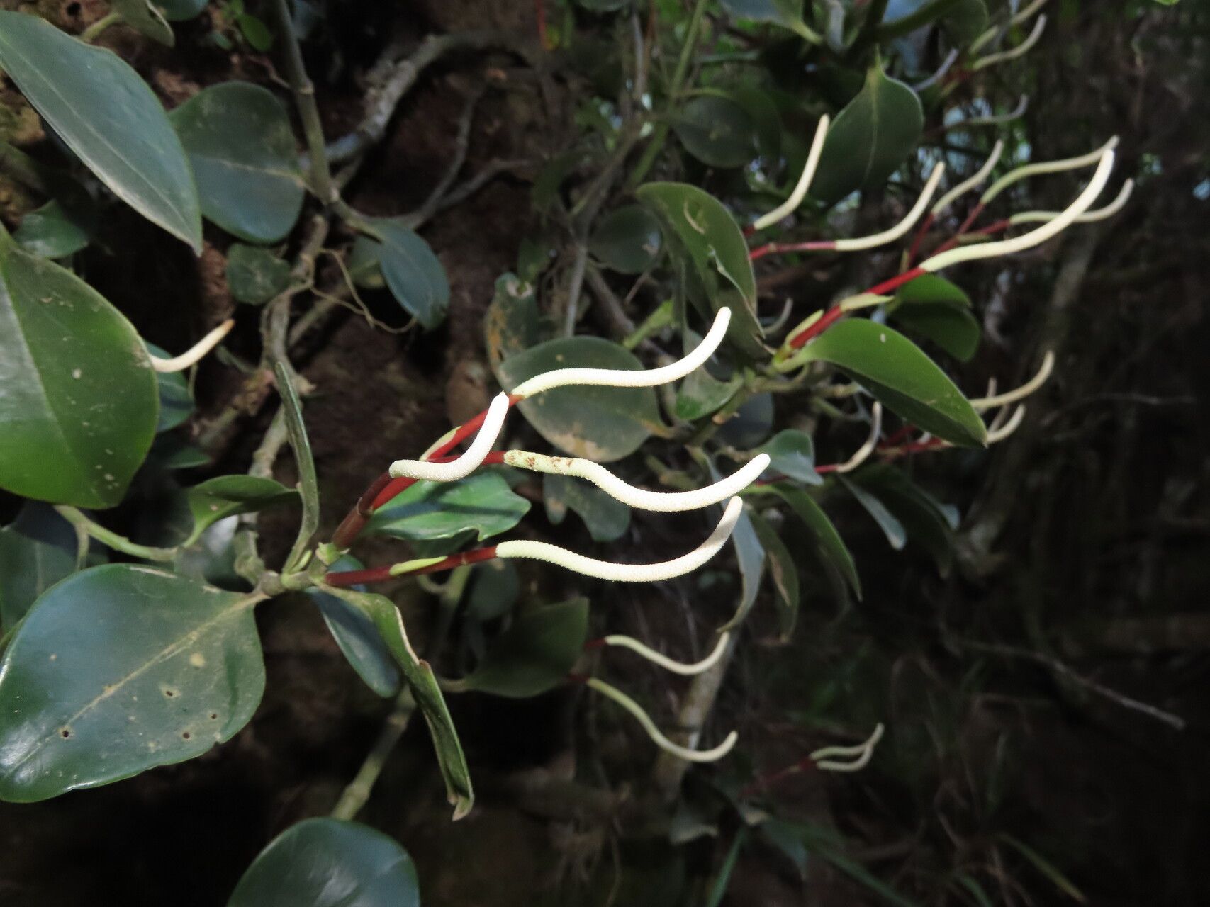 Peperomia pseudoalpina leaf