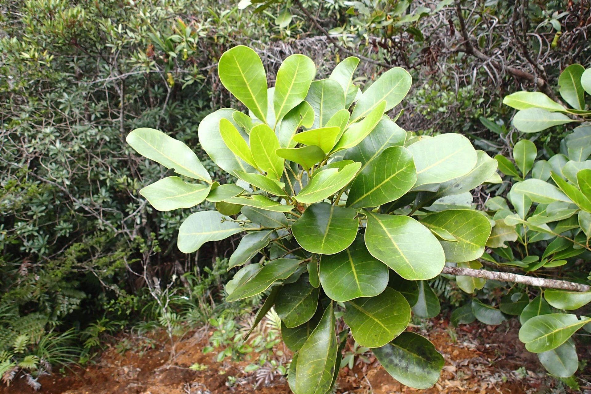 Dysoxylum rufescens — houseplant care guide