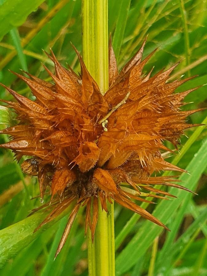 Leonotis nepetifolia fruit