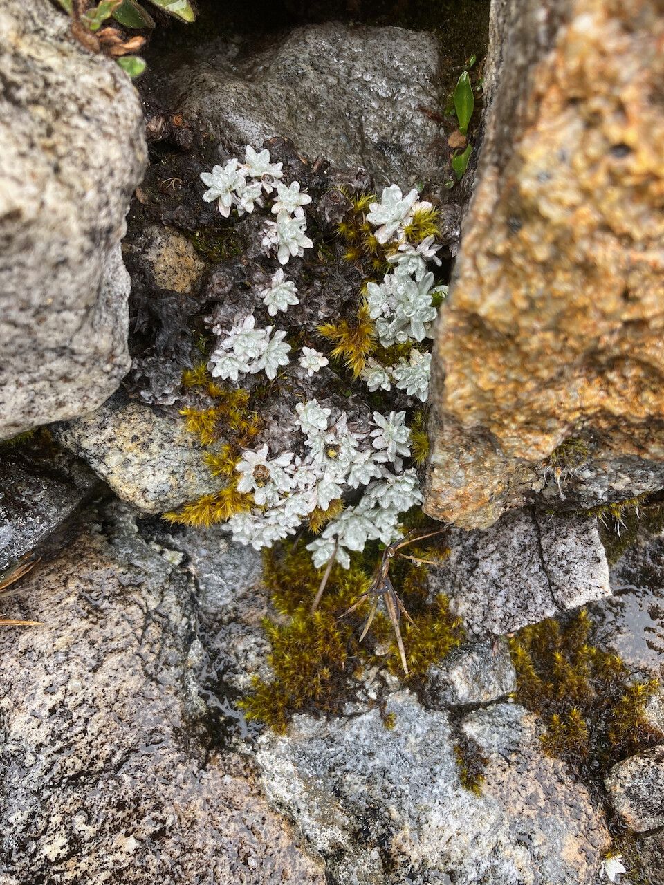 Mniodes radians habit