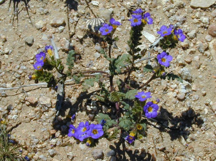 Phacelia fremontii habit