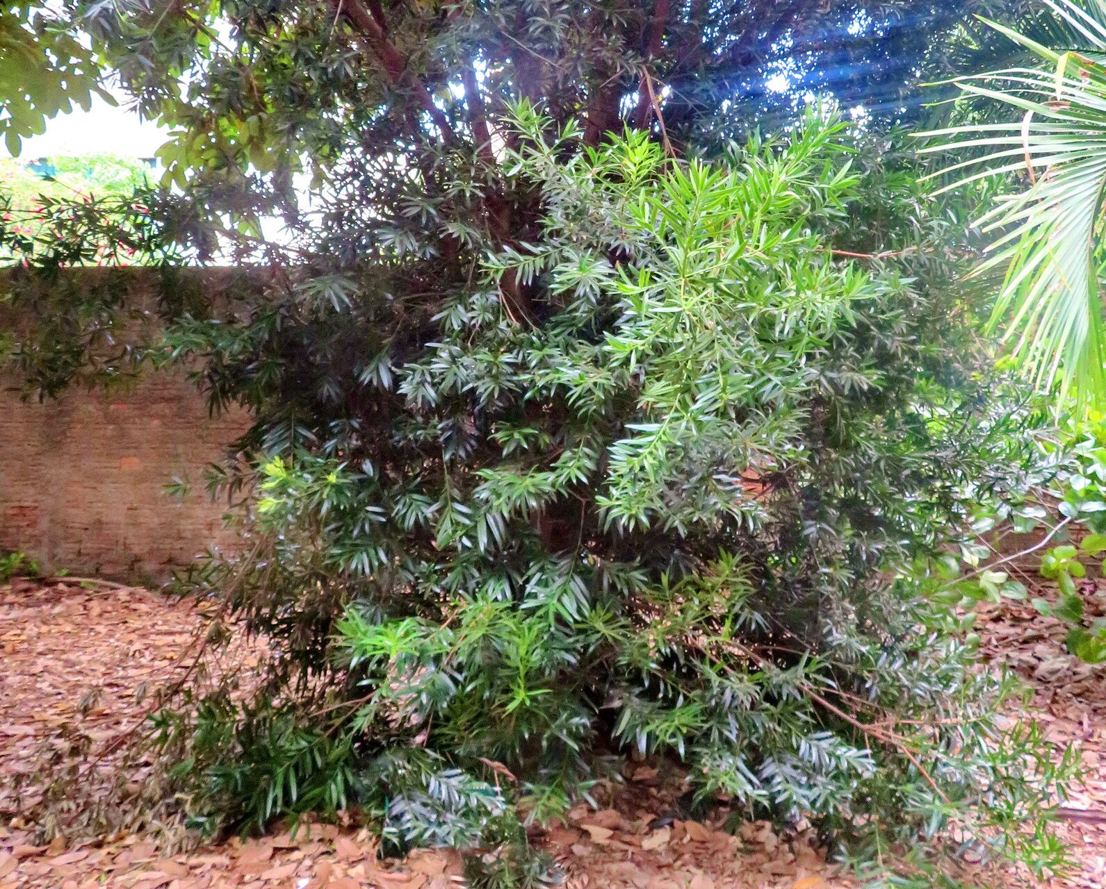 Podocarpus sellowii habit