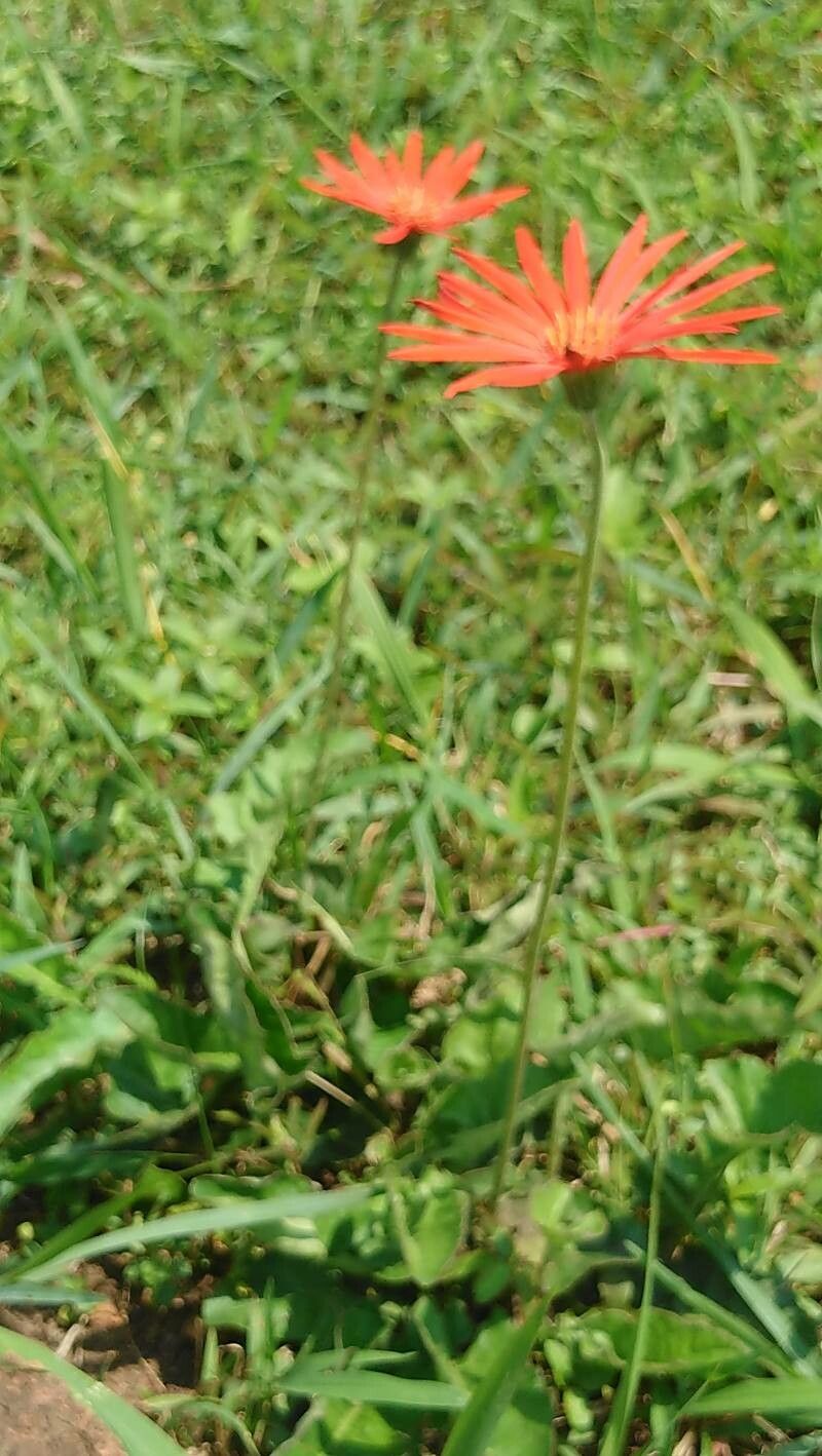Gerbera leandrii habit