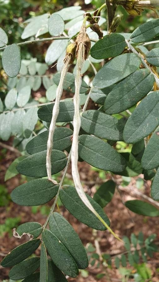 Sophora macrocarpa fruit