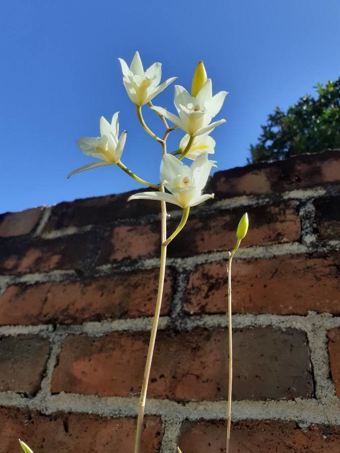 Laelia albida flower