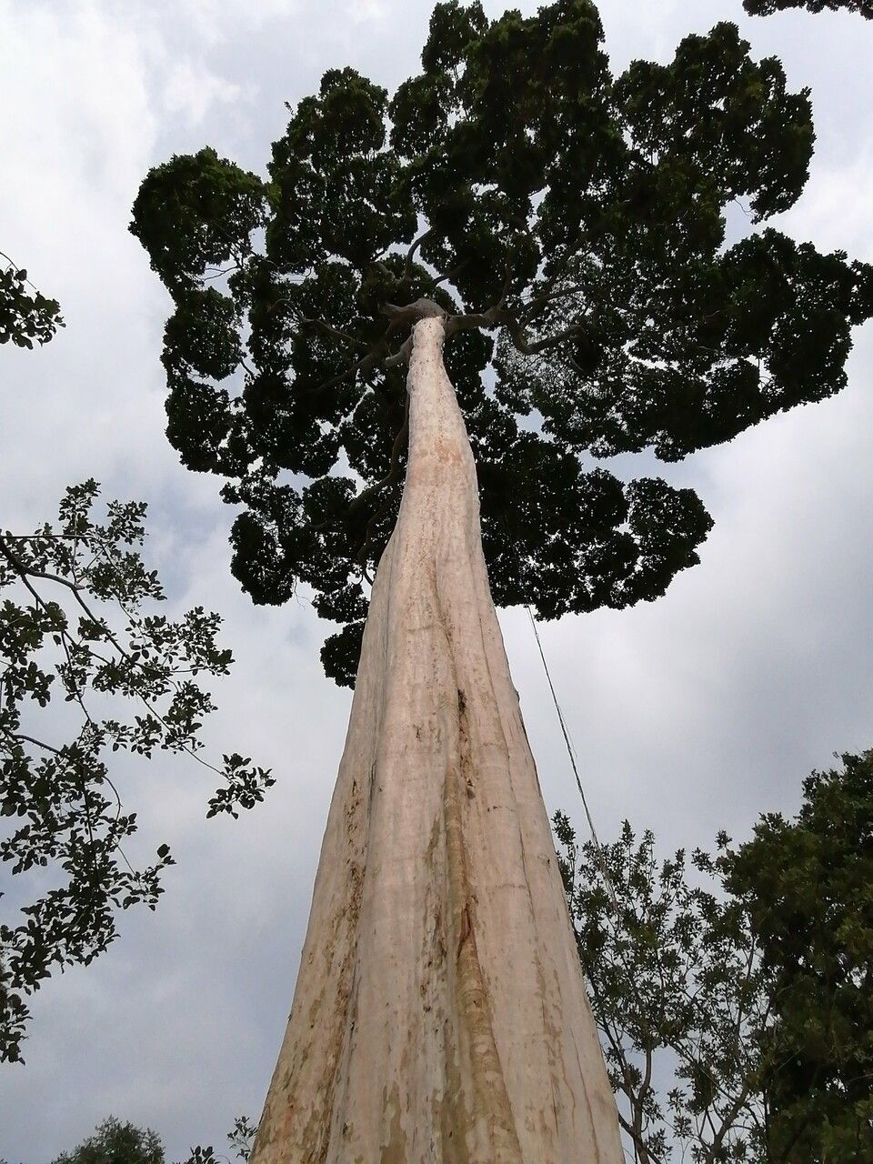 Terminalia oblonga habit
