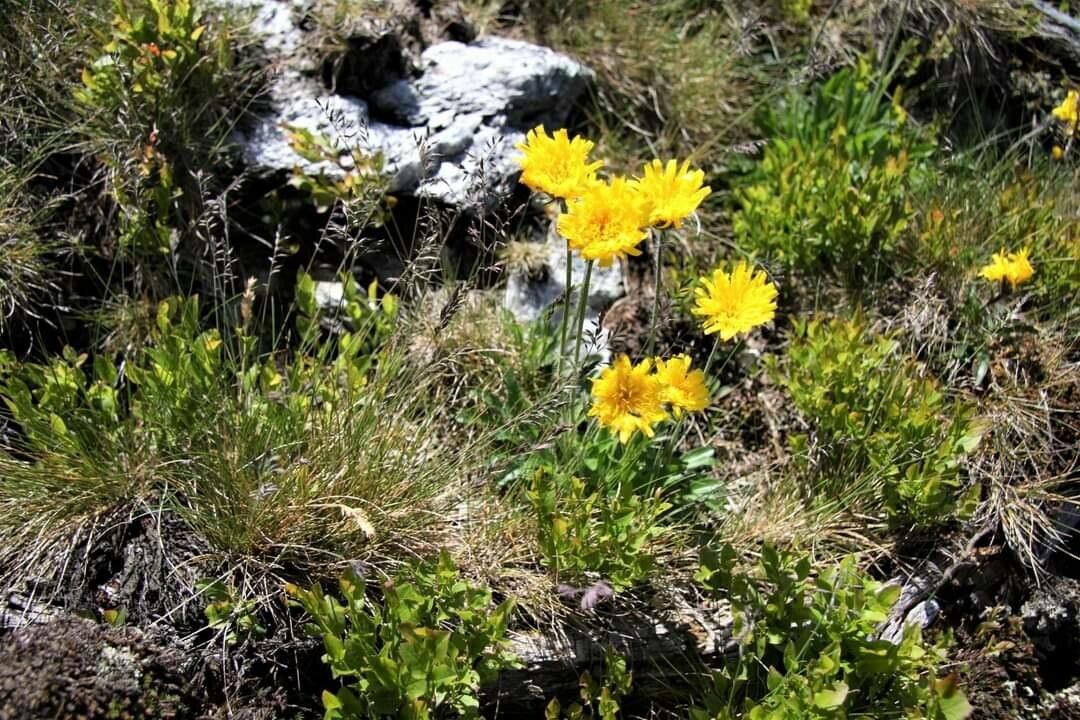 Hieracium alpinum flower