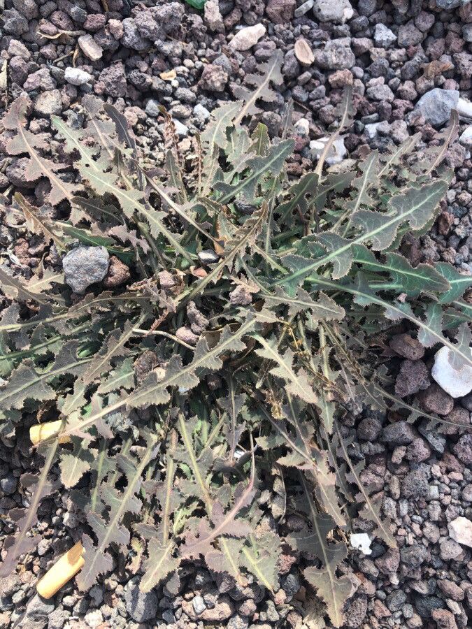 Launaea nudicaulis — houseplant care guide