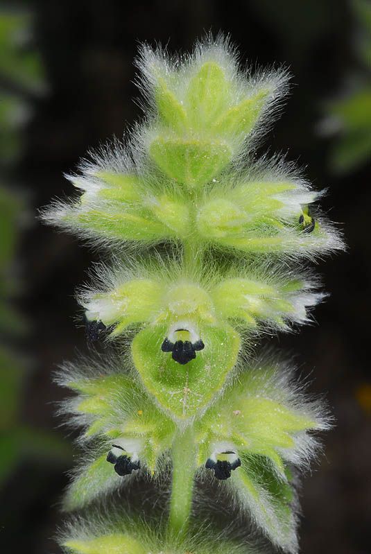Sideritis lanata — search result for 'Sideritis'